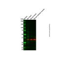 Recombinant MFF Antibody