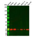 MGMT Antibody
