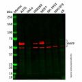 Recombinant MiTF Antibody