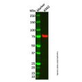 Recombinant Mitofusin 1 Antibody
