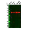 Recombinant Mitofusin 2 Antibody