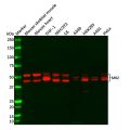 Recombinant MK2 Antibody