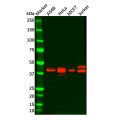 Recombinant MAPKAPK3 Antibody