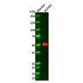 MMP1 Antibody