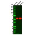 Recombinant MMP14 Antibody