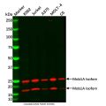 Mob1A Antibody