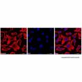 Goat Anti-Mouse IgG H&L Antibody