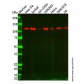 Recombinant Mov10 Antibody