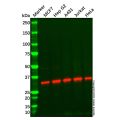 MRPL1 Antibody