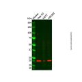MRPL41 Antibody