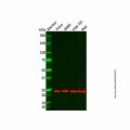 Recombinant MRPS26 Antibody