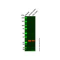 MSC Antibody