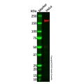 Recombinant MSH6 Antibody