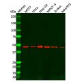 MSS1 Antibody