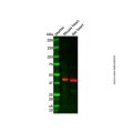 Recombinant MT-ND1 Antibody