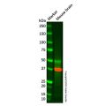 Mu Opioid Receptor Antibody