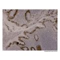 Recombinant MUC2 Antibody