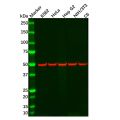 Recombinant CHRM2/CM2 Antibody