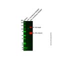 Myc tag Antibody