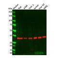 Recombinant MyD88 Antibody