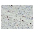 Myeloperoxidase Mouse mAb