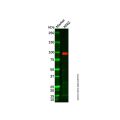 Recombinant Myeloperoxidase Antibody