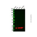 MYL7 Antibody