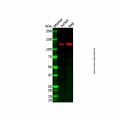 MYO1A Antibody
