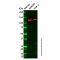 MYO1F Antibody