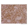 Recombinant Myogenin Antibody