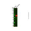 Myoneurin Antibody