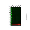 Myotrophin Antibody