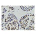 N Cadherin Mouse mAb