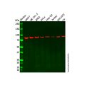 Recombinant NAK/TBK1 Antibody