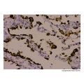 Recombinant NAPSIN A Antibody