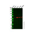 NARFL Antibody