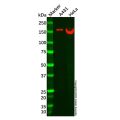 Recombinant NCAPD2 Antibody