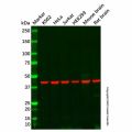 NDRG1 Antibody