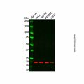 NDUFA8 Antibody