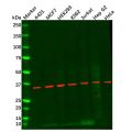NDUFA9 Antibody