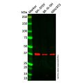 NECL-1 Antibody