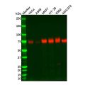 Recombinant Nectin 2 Antibody