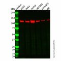 Recombinant NEDD4-2 Antibody