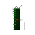 Recombinant NELFe Antibody