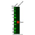 NeuN Antibody