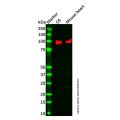 Recombinant Neuropilin 1 Antibody