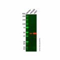 Recombinant NFE2 Antibody