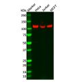 Recombinant NFkB p100/NFKB2 Antibody
