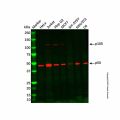 Recombinant NFkB p105/p50 Antibody