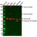 Recombinant NF-kB p65 Antibody